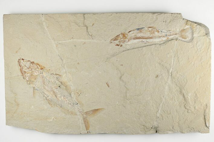 Fossil Fish Association (Halec & Prionolepis) - Fish in Stomach!